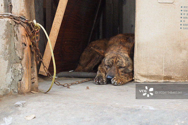 小狗在睡觉图片素材