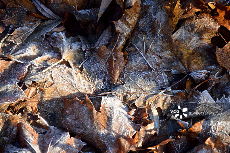 冰霜秋叶图片素材