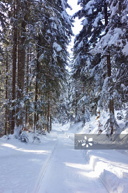 奥地利基希贝格的雪中树木图片素材