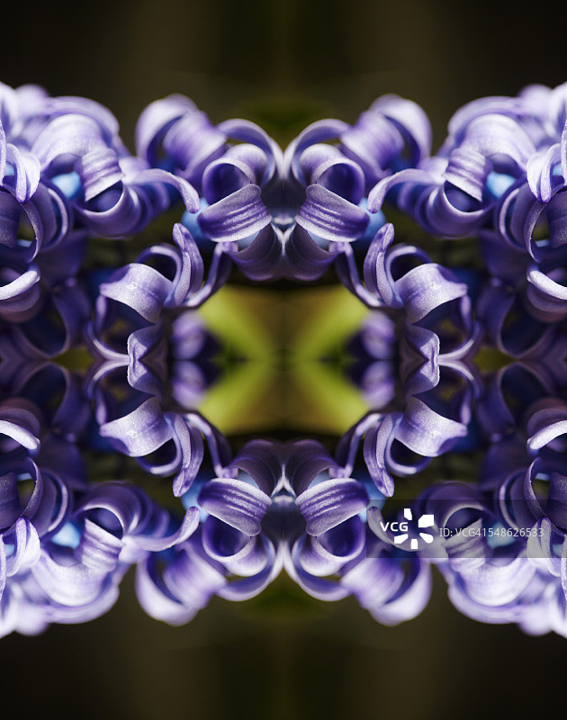 紫色风信子图片素材