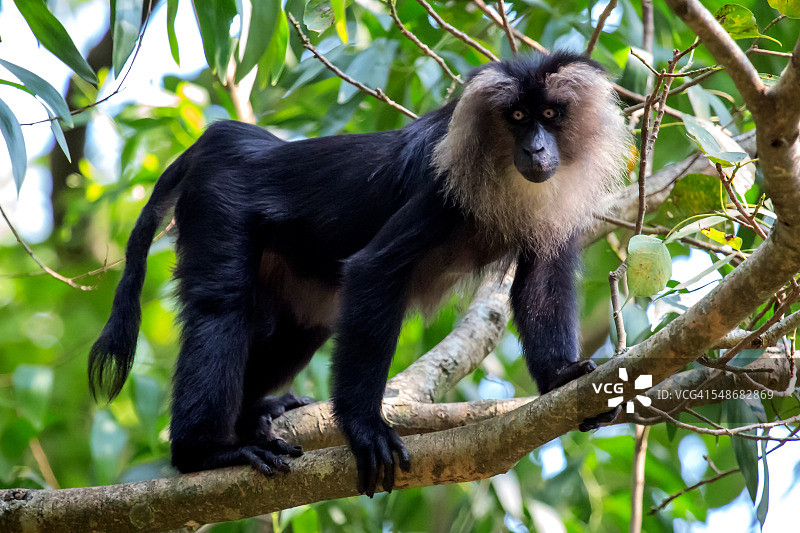 阿萨姆猕猴图片素材