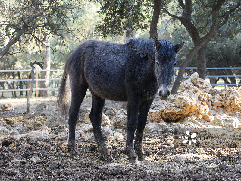 在橡树林下休息的骡子图片素材