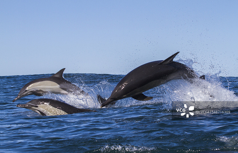 普通海豚，沙丁鱼大迁徙，南非图片素材
