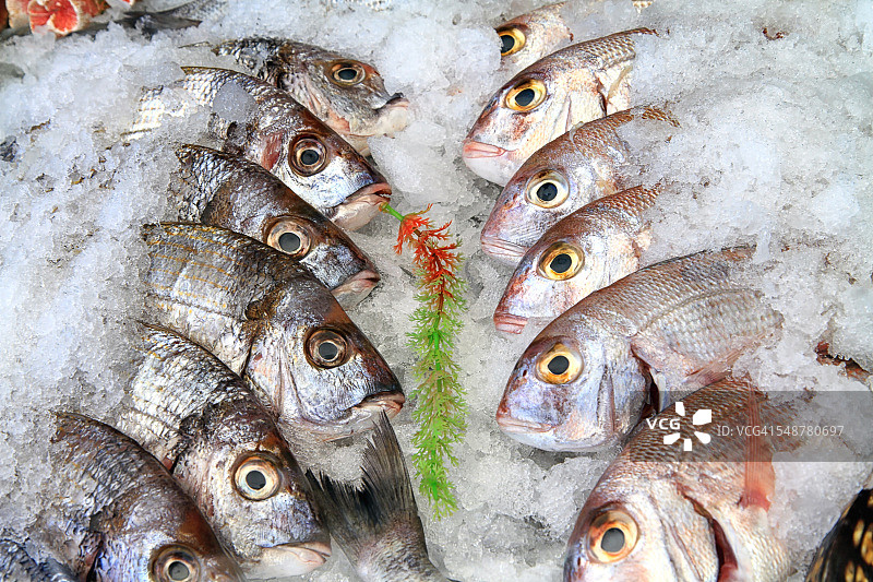 新鲜的鱼图片素材