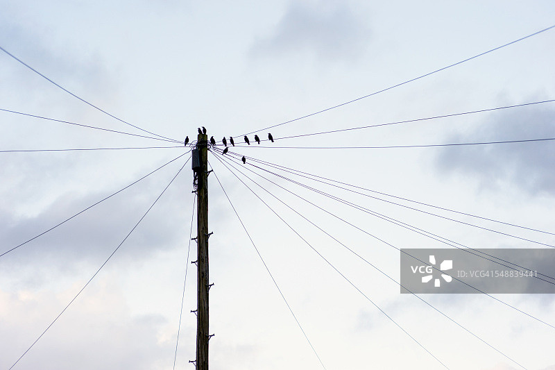 电线杆上的鸟类图片素材