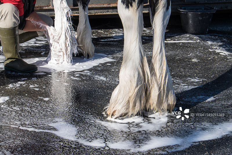 克莱兹代尔马洗澡时间图片素材