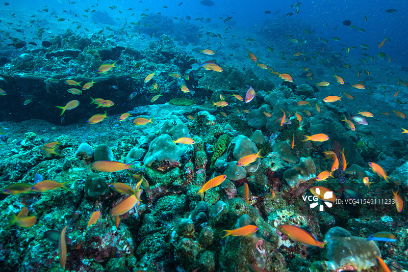 泰国斯米兰群岛的珊瑚礁图片素材