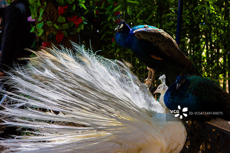 白色孔雀图片素材