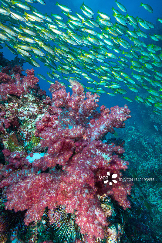 安达曼海域的软珊瑚礁，泰国图片素材