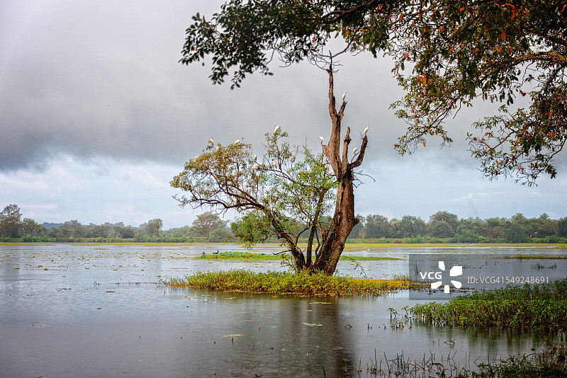 斯里兰卡哈伯勒内图片素材
