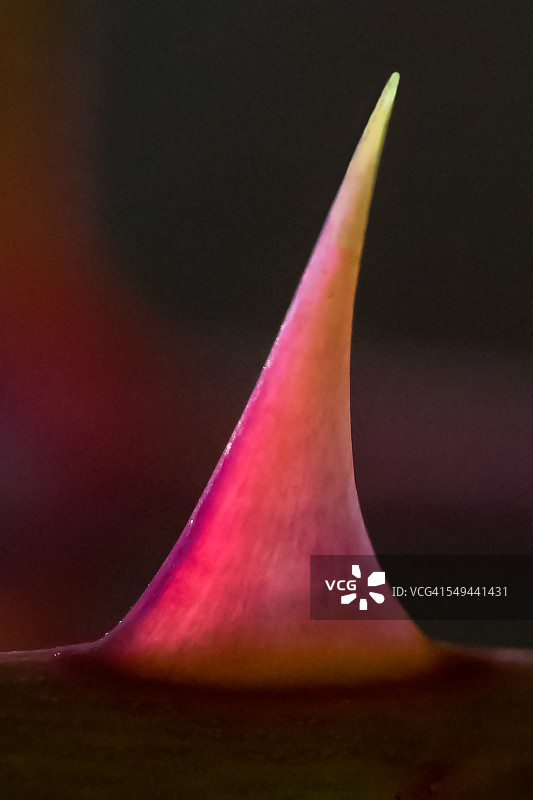 玫瑰植物的刺的微距照片图片素材