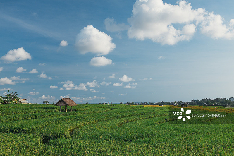 葱郁的稻田图片素材