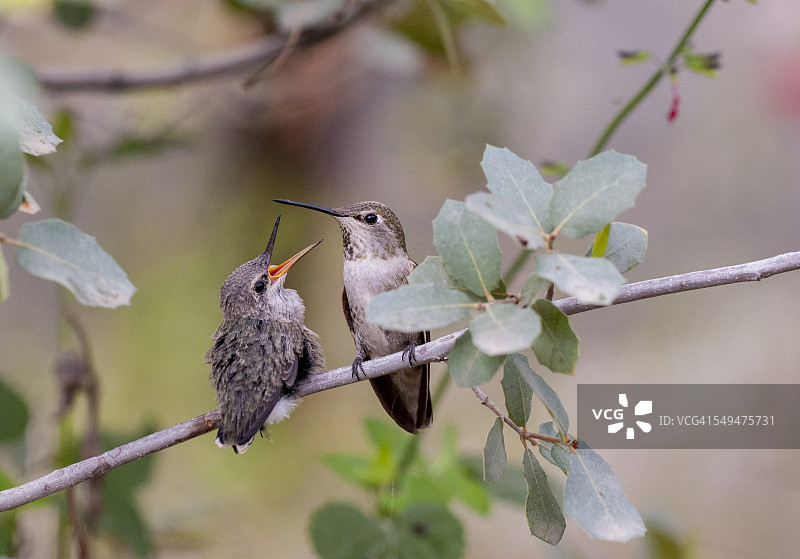 安娜蜂鸟妈妈喂食饥饿的雏鸟图片素材