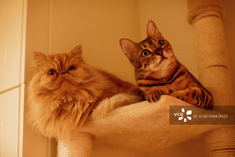 波斯猫和孟加拉猫坐在一起图片素材