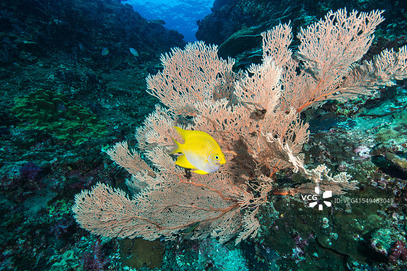 金色豆娘图片素材