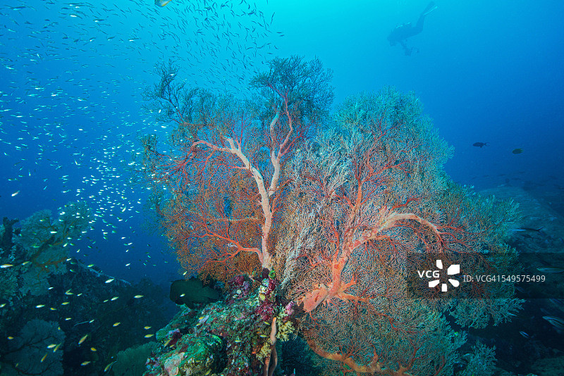 玻璃鱼围绕柳珊瑚海扇，斯米兰图片素材
