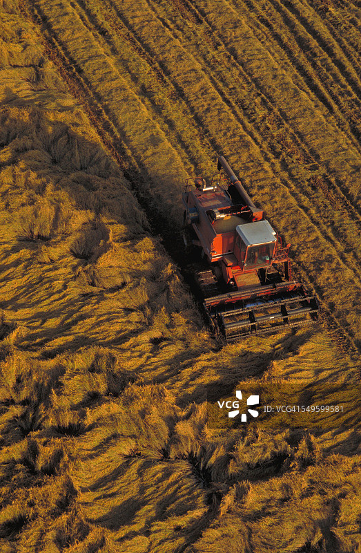 金稻收割图片素材