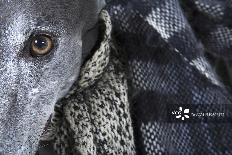 戴着围巾的灵缇犬图片素材