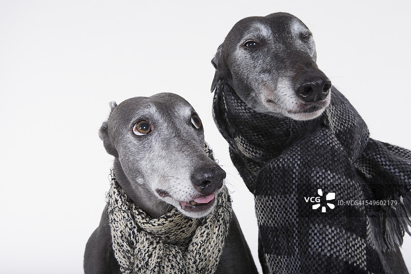 戴着围巾的格雷伊猎犬图片素材