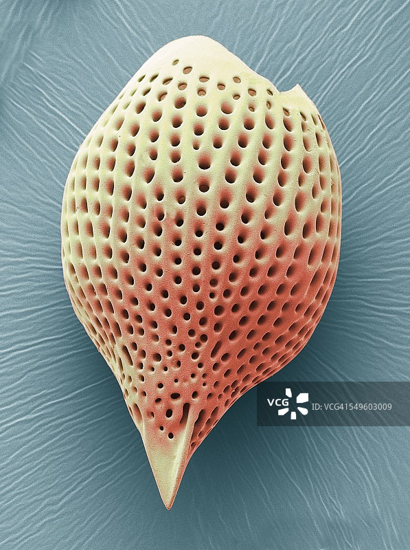 放射虫扫描电镜图片素材