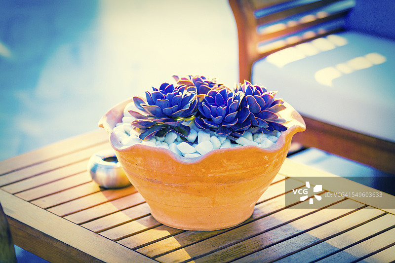 石莲多肉植物图片素材