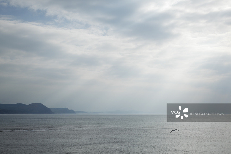 返回陆地的海鸥图片素材