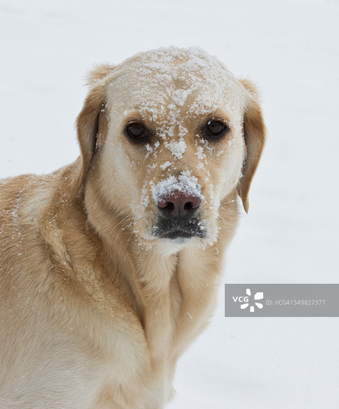 脸埋在雪中的金毛拉布拉多图片素材