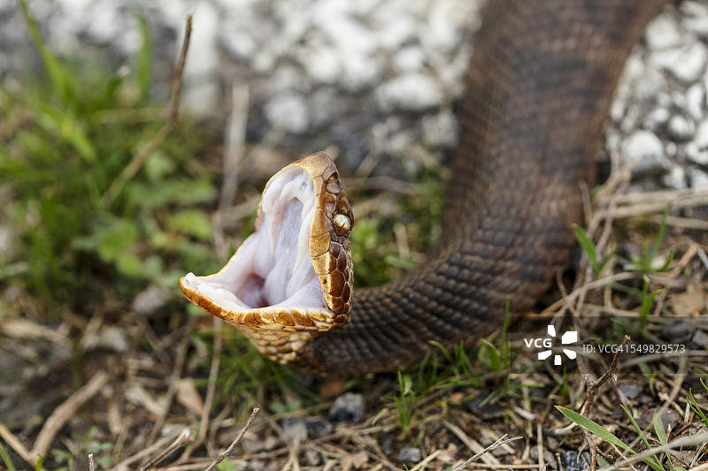 处于防御姿态的成年西方棉口蛇图片素材