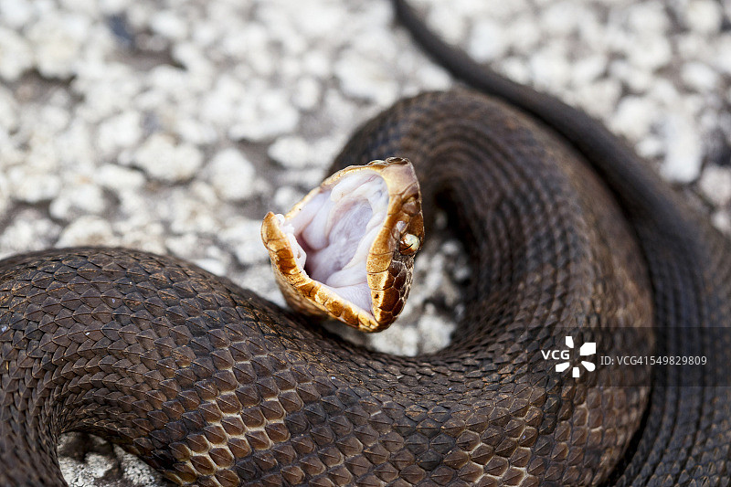 处于防御姿态的成年西方棉口蛇图片素材