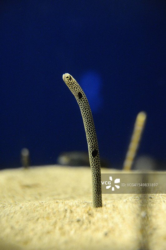 花园鳗图片素材