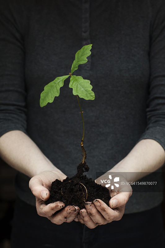 女人手中捧着小橡树植物图片素材