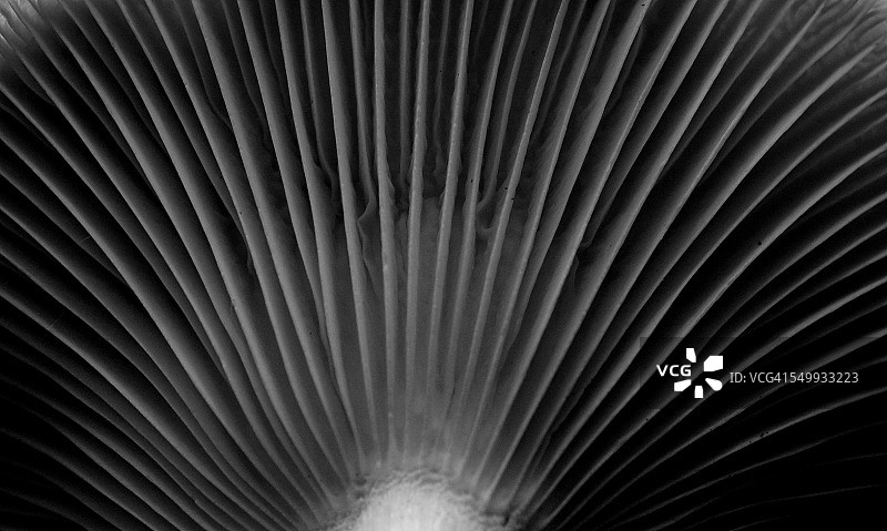 蘑菇的菌褶图片素材