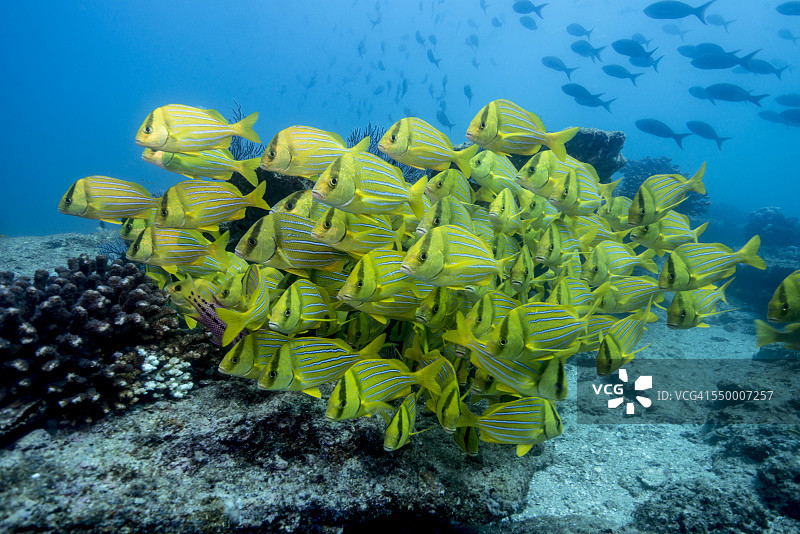 猪齿鱼群图片素材