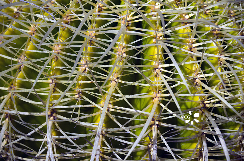 仙人掌的刺图片素材