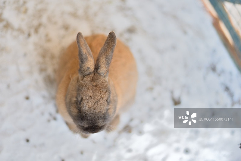 好奇的兔子图片素材