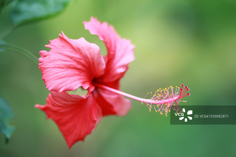 越南同奈的红色木槿花图片素材