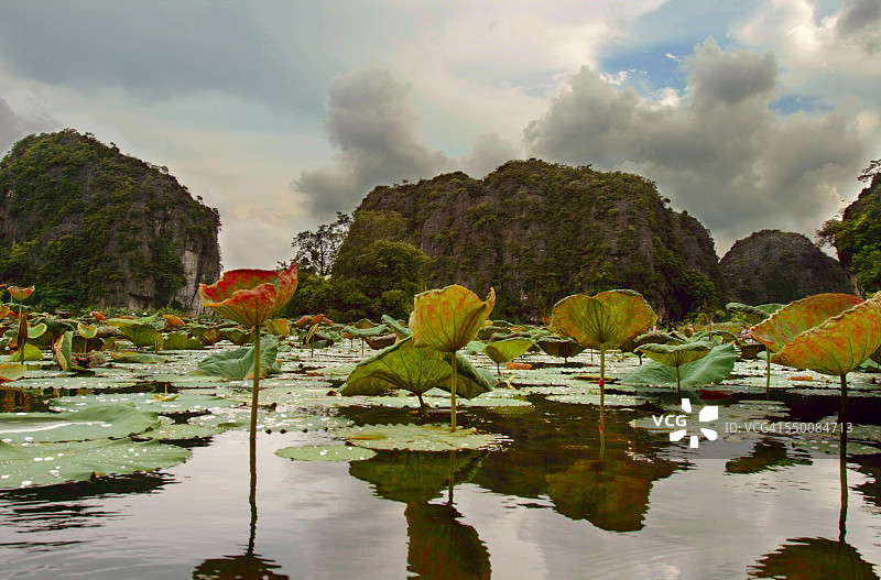 越南奠边府的睡莲池图片素材