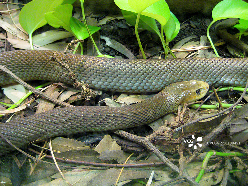 太攀蛇图片素材