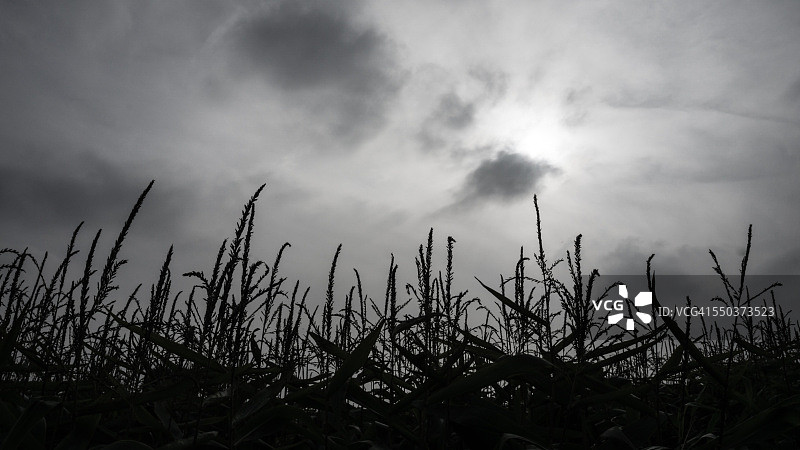 黄昏时的玉米地图片素材