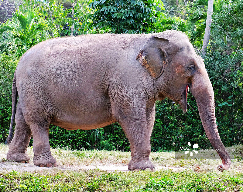 行走的大象图片素材
