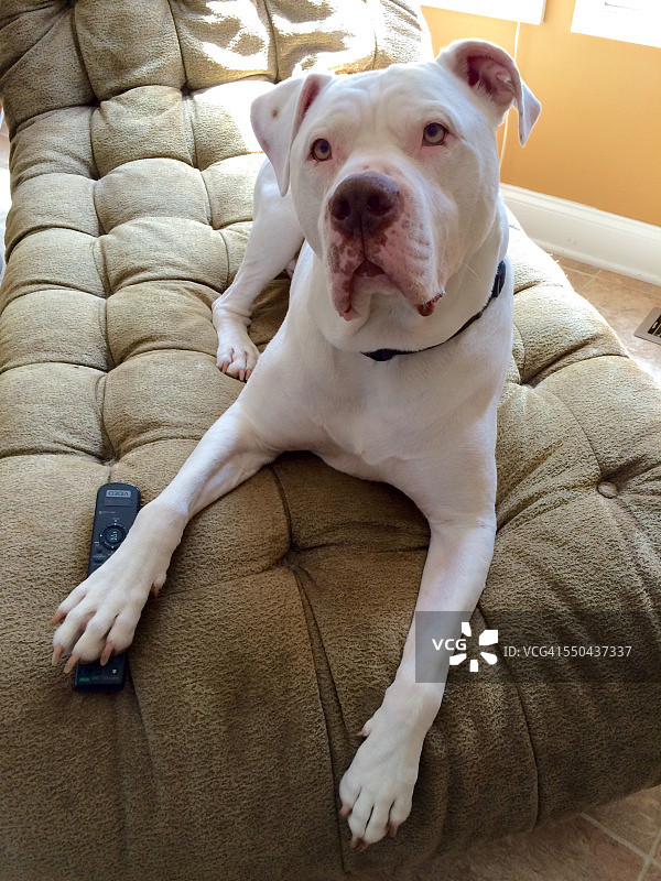 宠物看电视图片素材