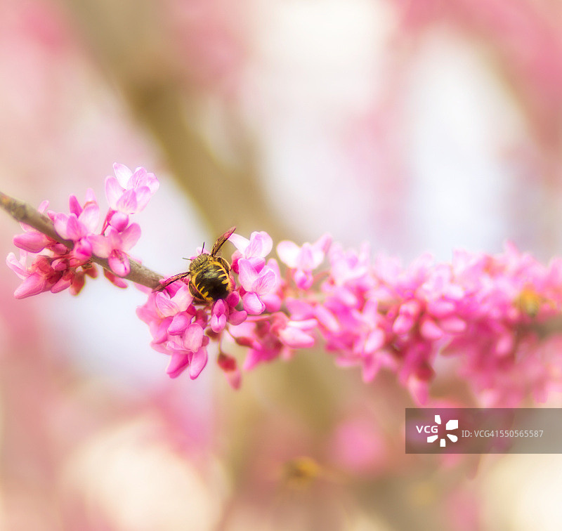 在红花树上的采绒蜂图片素材