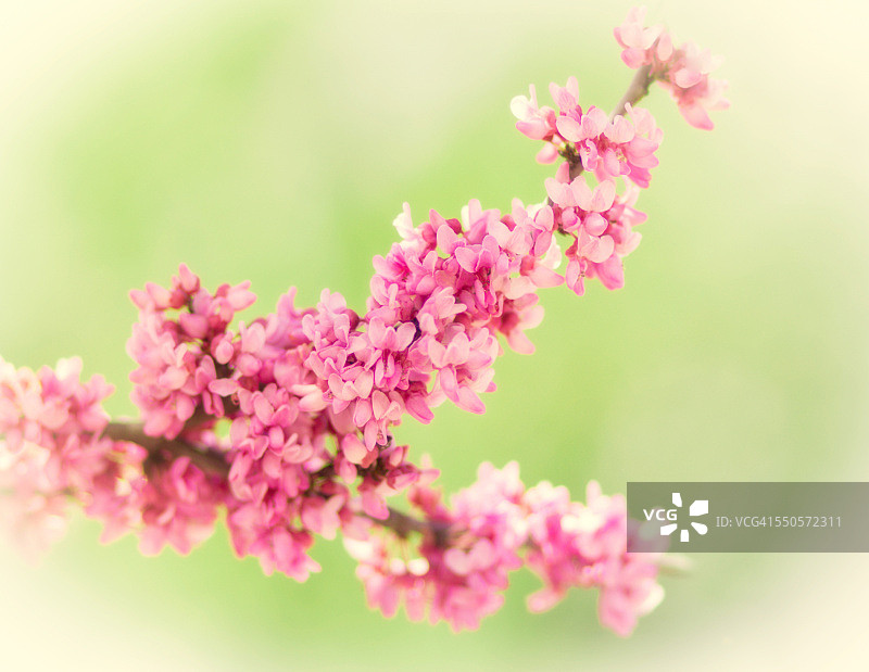 春天里盛开的紫荆花图片素材