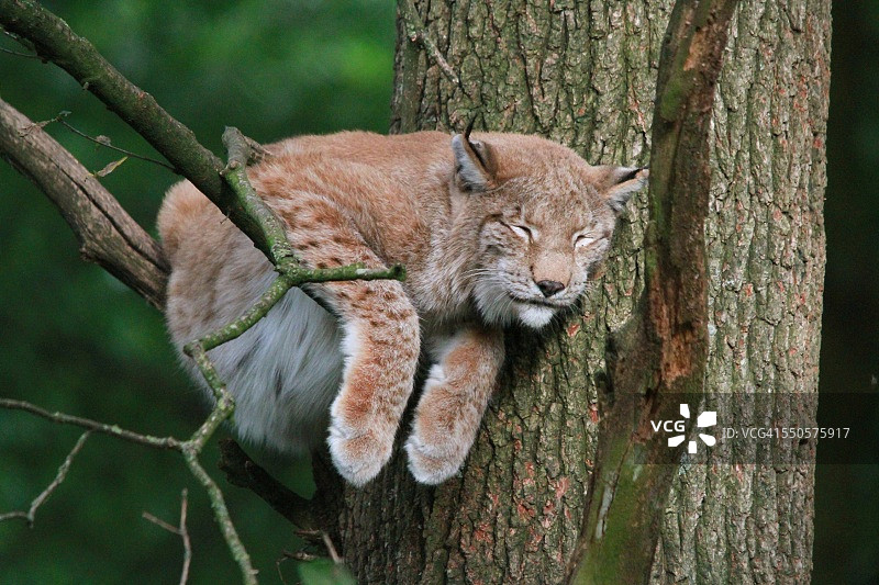 睡着的猞猁图片素材