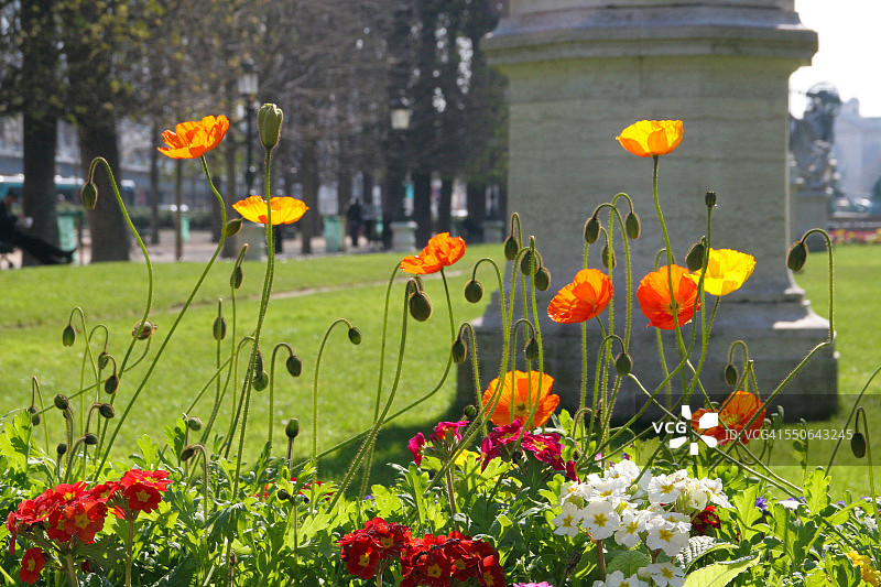 公园里的罂粟花图片素材