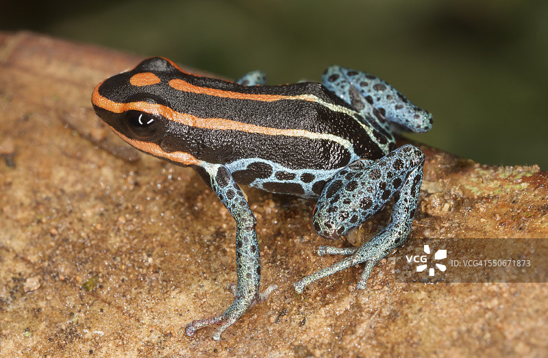 德氏毒蛙，树蛙科图片素材
