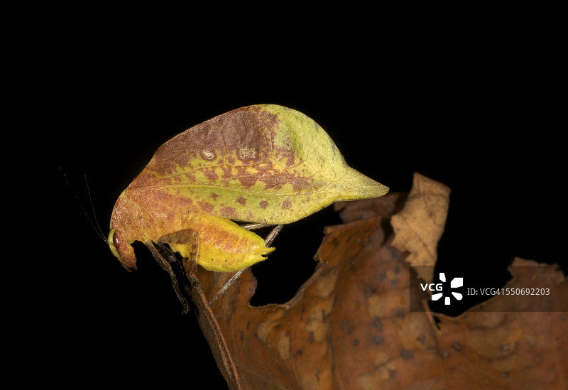 露螽属， 螽斯科图片素材