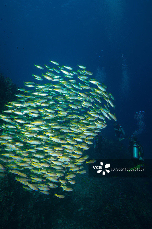 大眼鲷鱼群图片素材