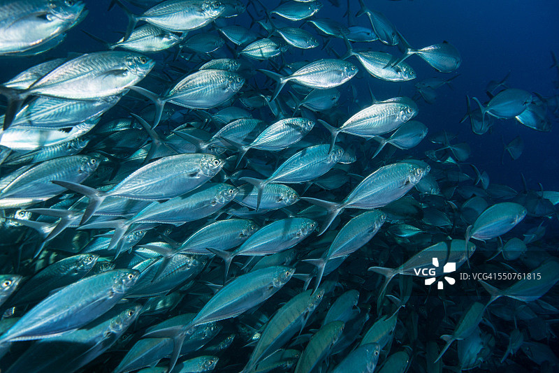 大眼鲹图片素材