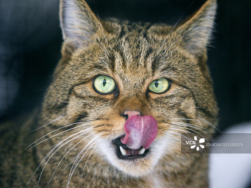 野猫舔鼻子图片素材